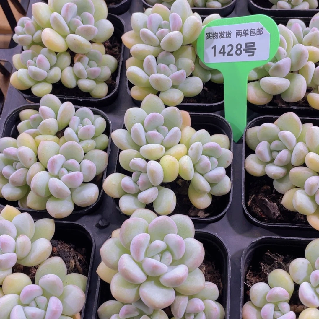 1428号 丸叶泡泡糖多头群一个