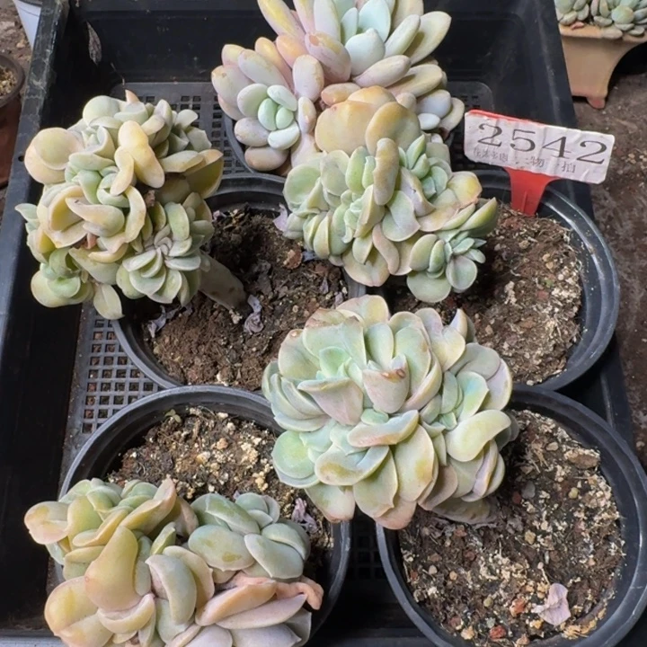 2542多肉植物一物一拍