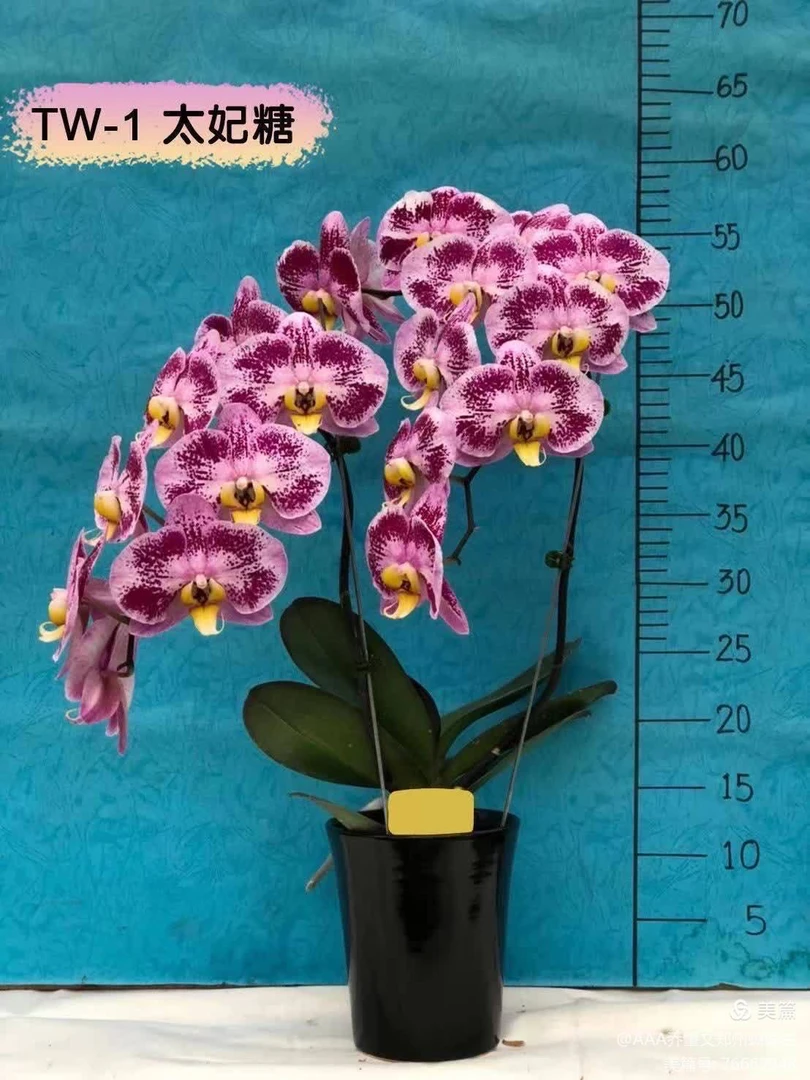 【太妃糖】蝴蝶兰梗苗，9公分中大花，3.5杯泥炭土（生长缓慢，花量大）