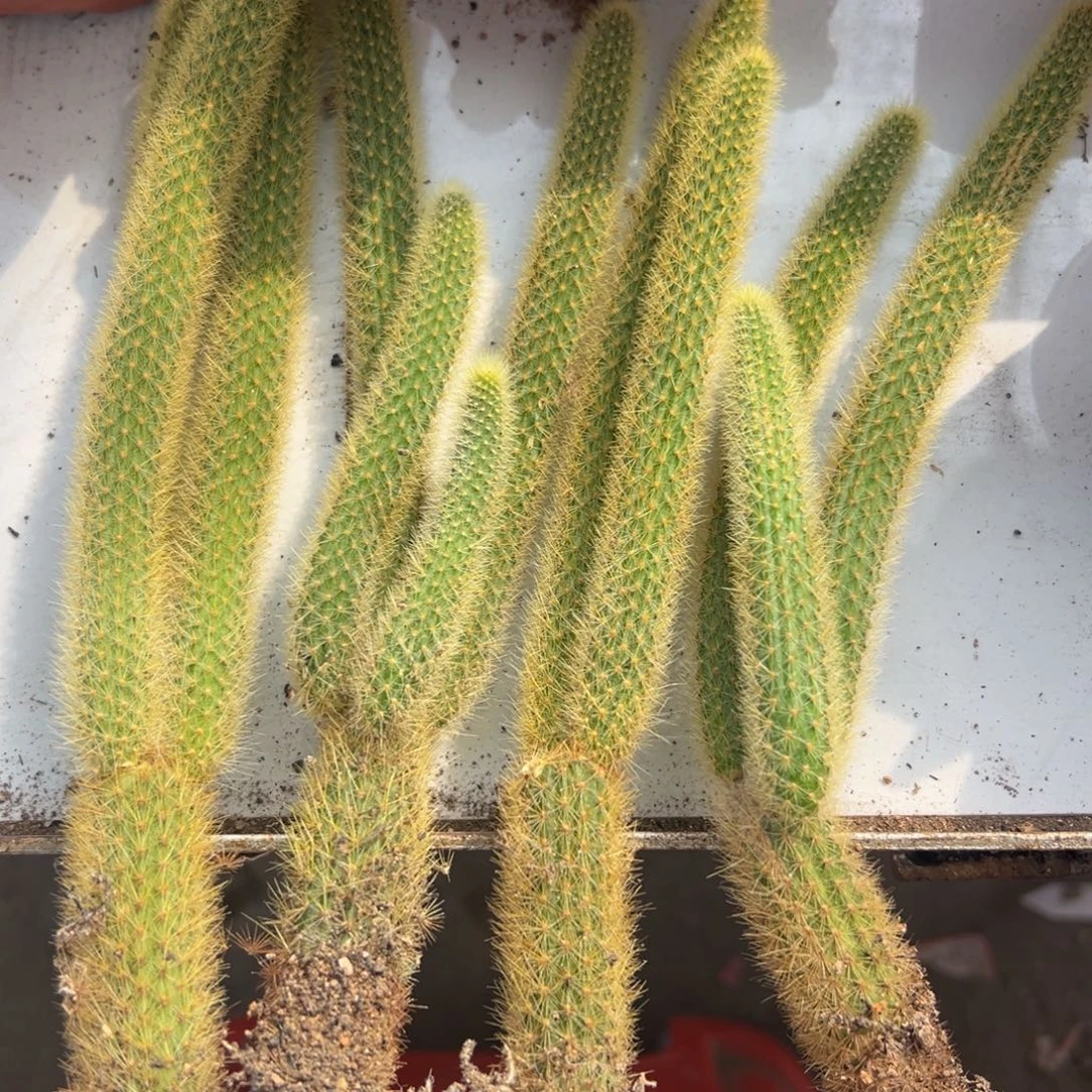 无花朵黄金条脱土4根一物一拍