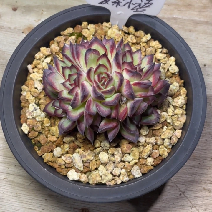 多肉暖茶小语肉酱