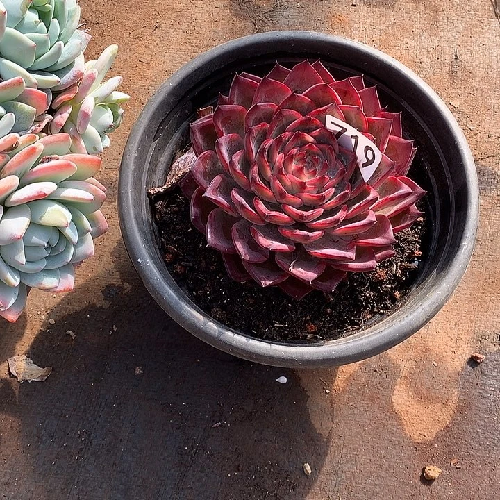 719篝火 一物一拍多肉