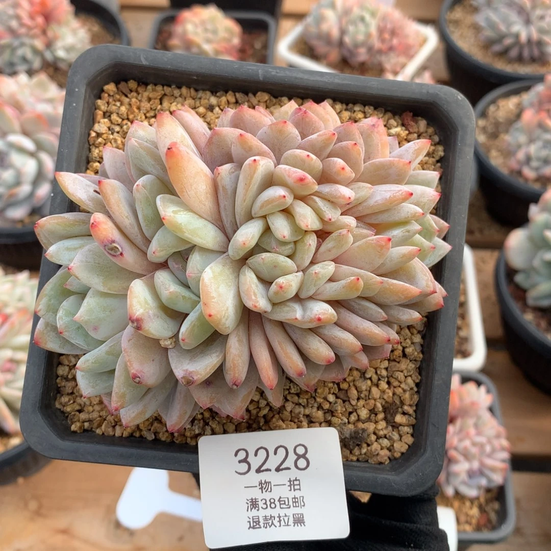 12厘米雪天使朵朵3228