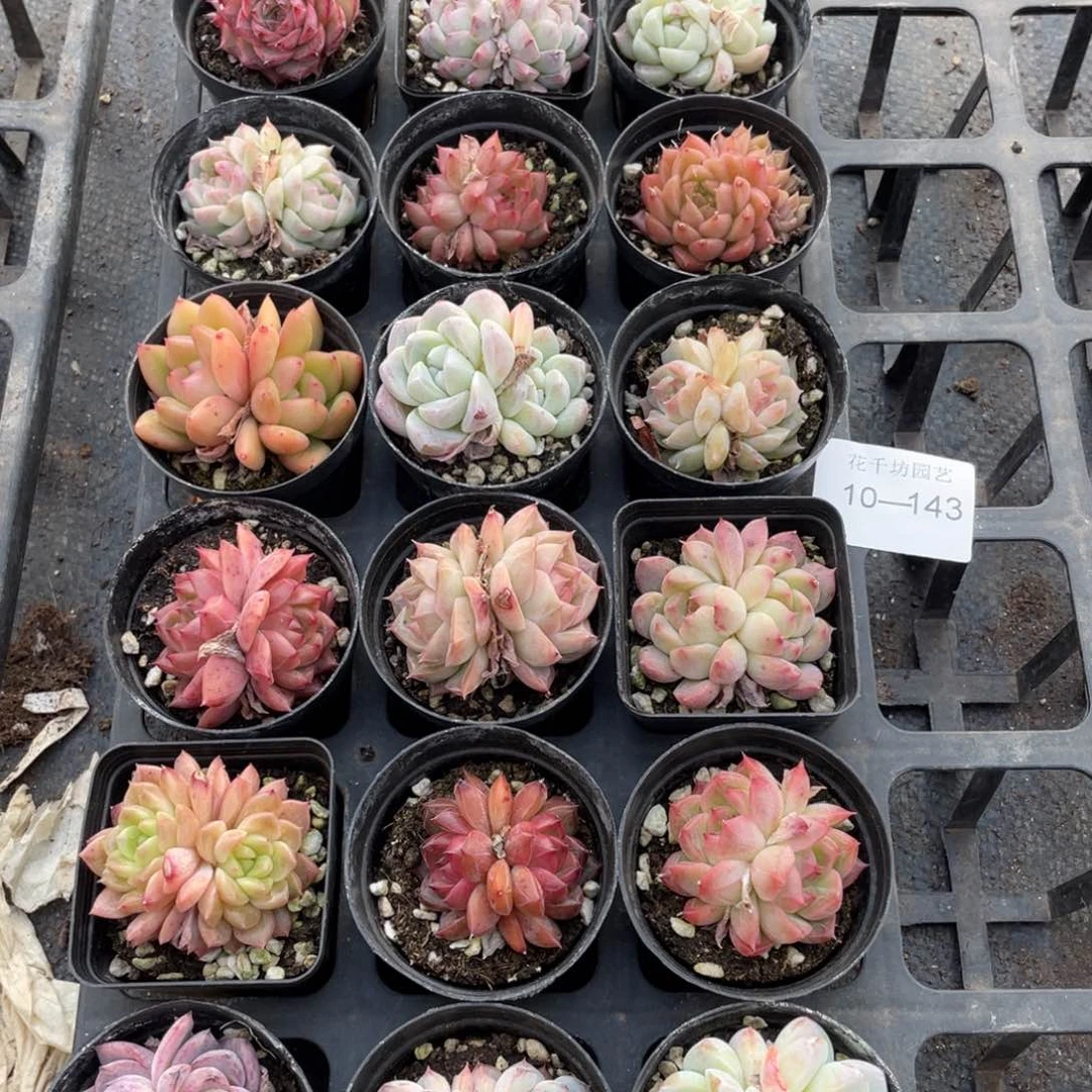 一物一拍18颗10-143