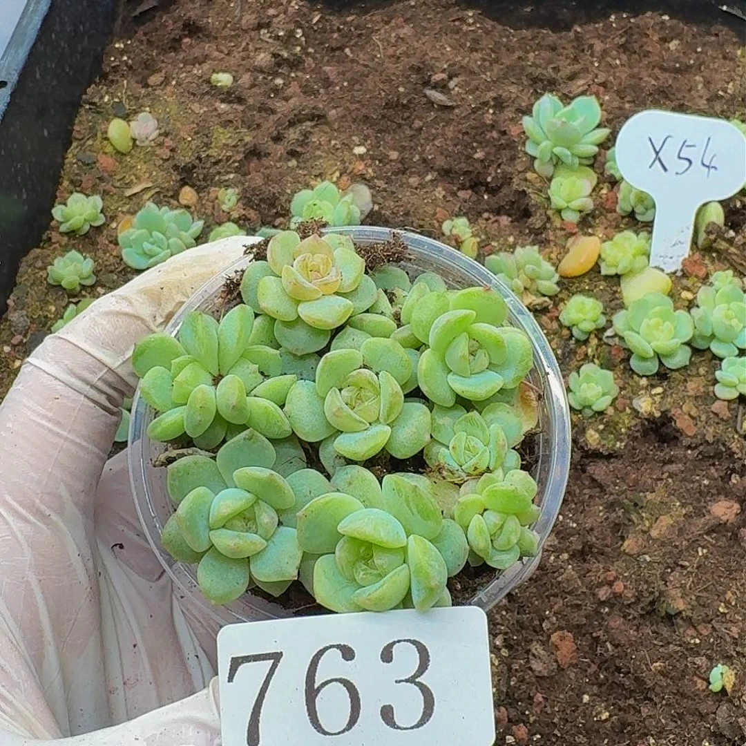 多肉植物多肉植物763