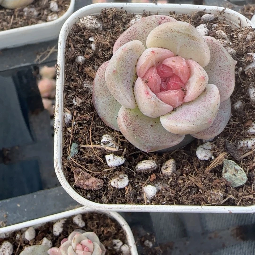 多肉小卡拉米糖心一物一拍