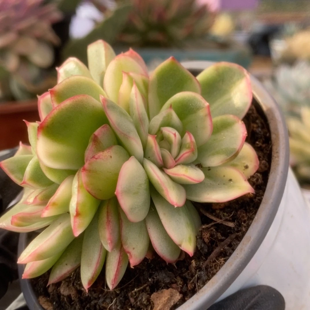 628东云杂锦锦锦锦锦锦