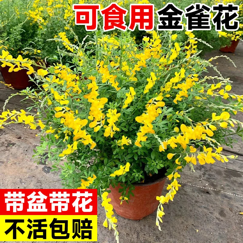 金雀花食用树苗花卉盆栽带花苞云南黄金雀盆景植物花苗四季室内花