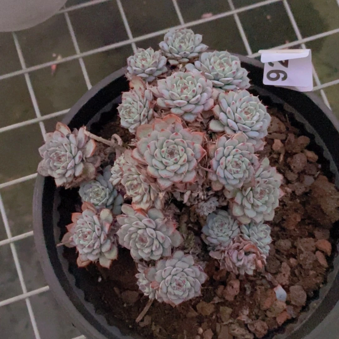 9226不知名一物一拍