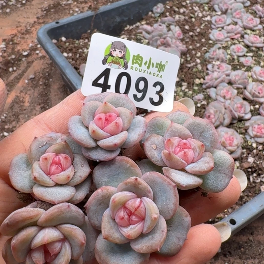 多肉植物多肉植物