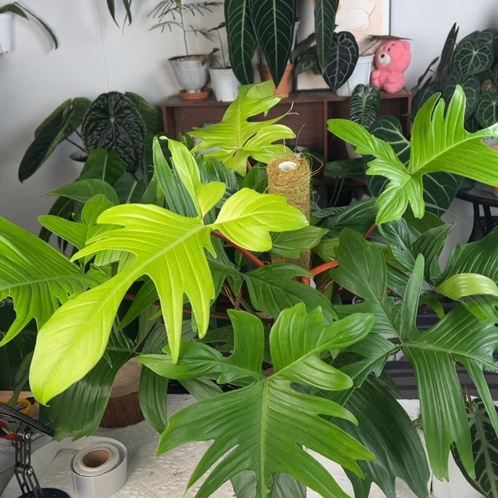 完全开放超大幽灵飞机蔓绿绒