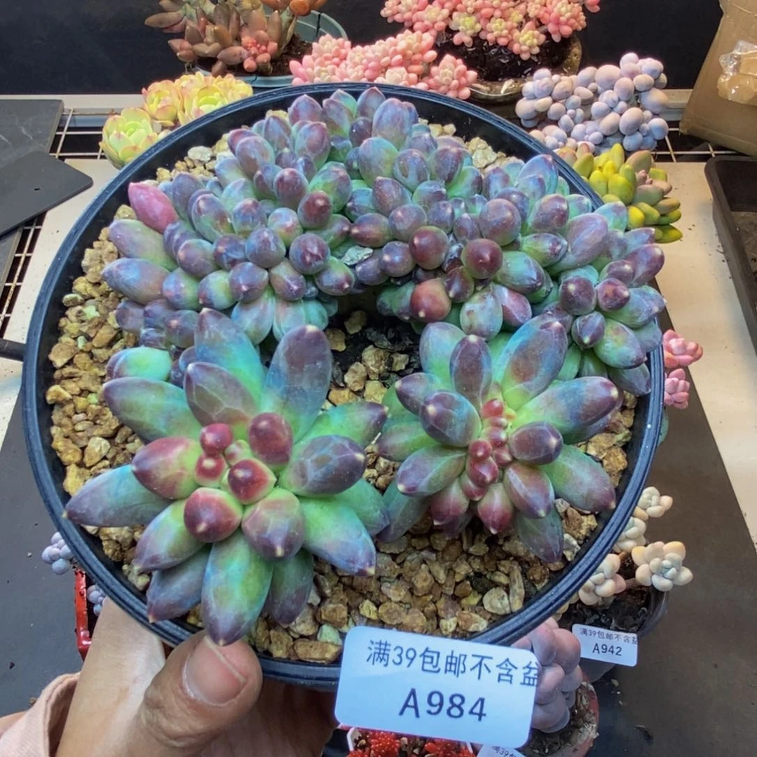 984香蕉树缀多肉10c m