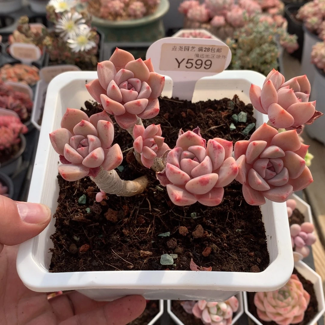 一物一拍0599红粉佳人