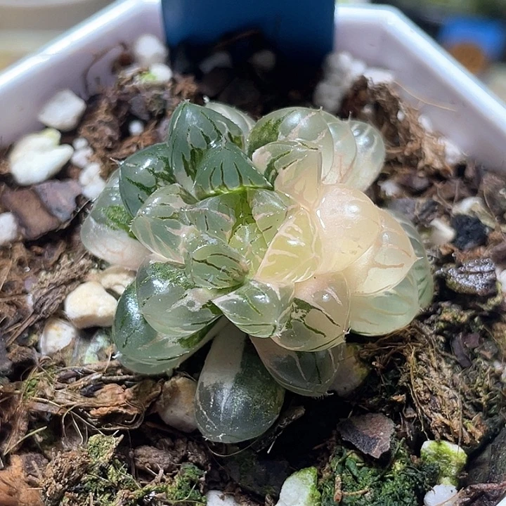 552天线宝宝锦特选福利