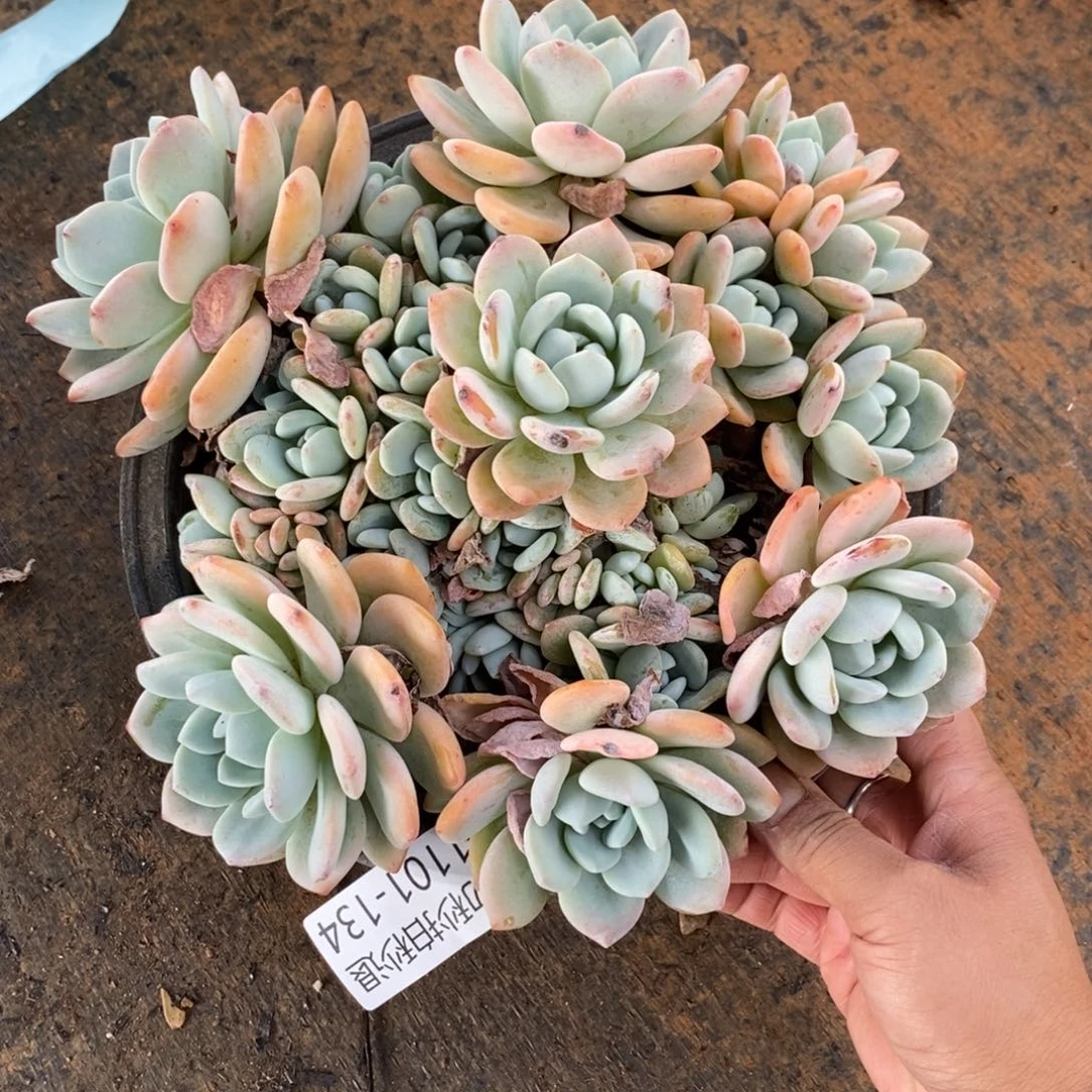 涵两单包邮1101-134冷香