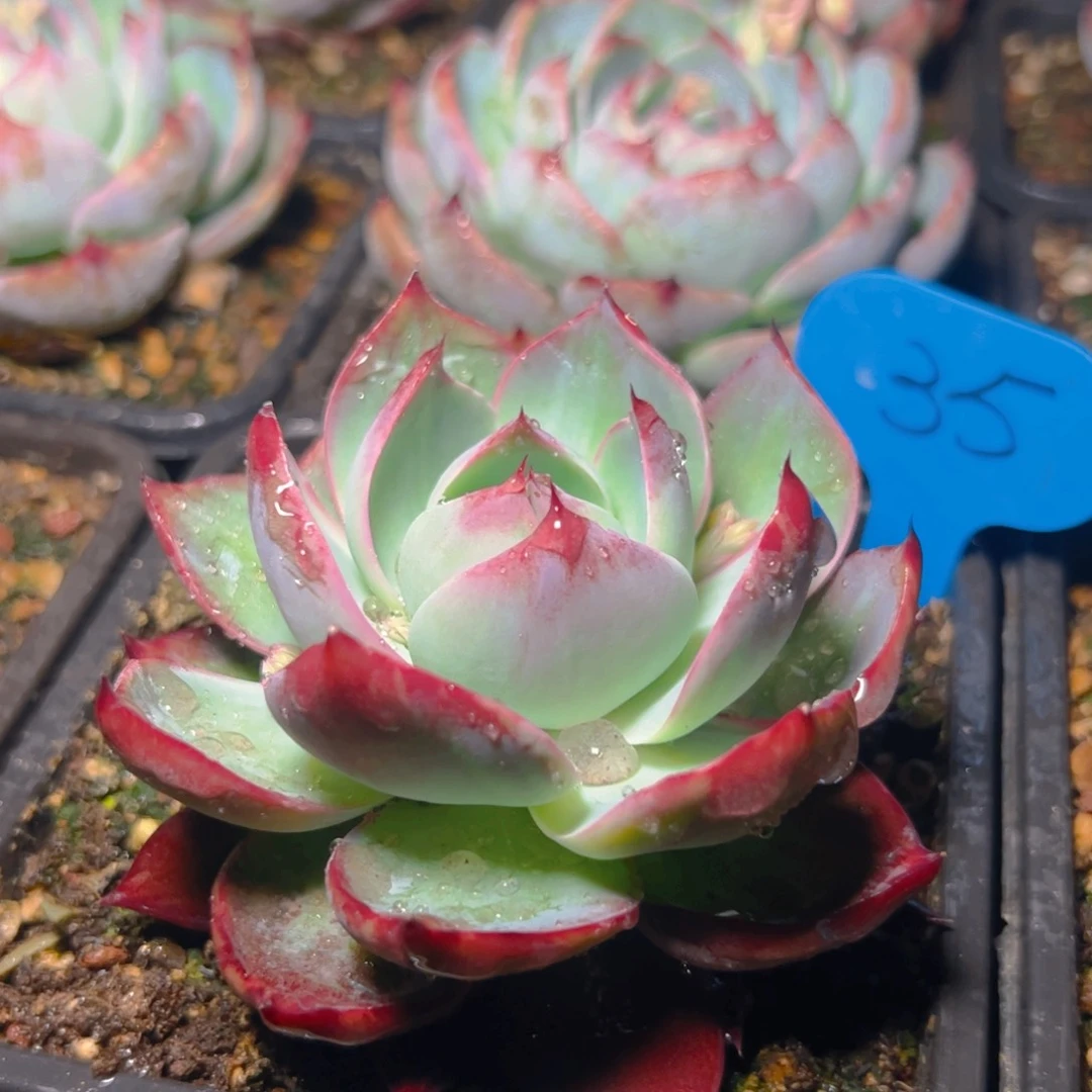 惊鸿仙子一物一拍35号