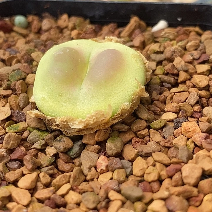 345母本飞碟拉登一颗