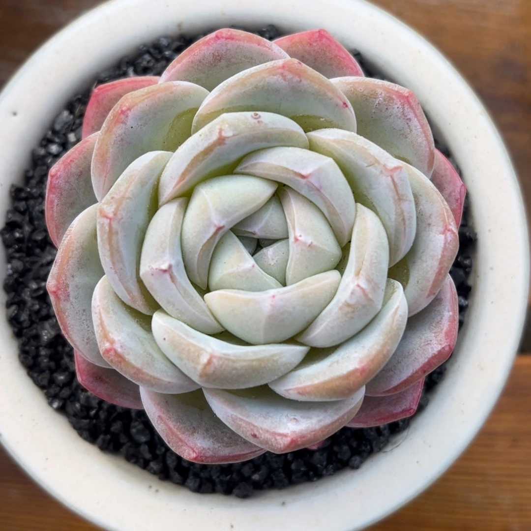 张张精品多肉玉蝴蝶