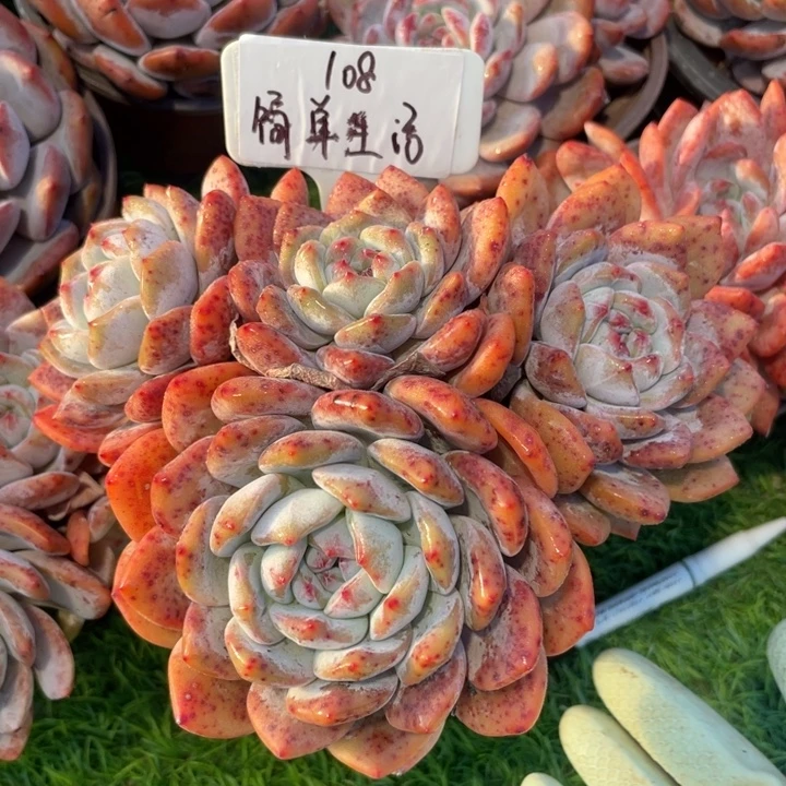 四头韩橙大老桩 模特 简单生活