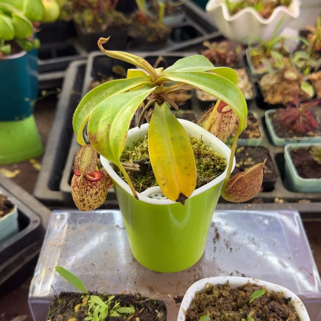 完全开放虎克猪笼草