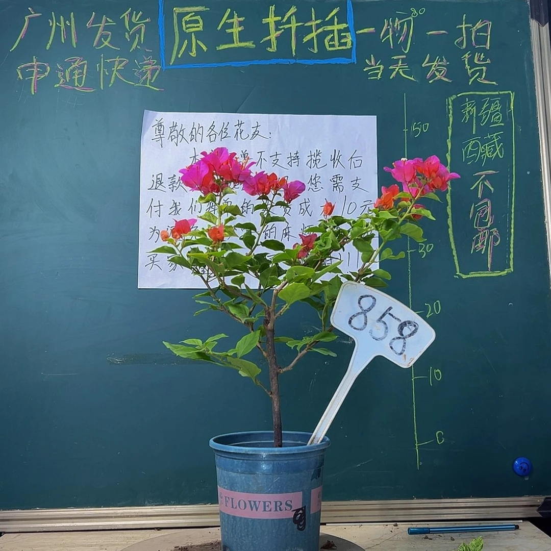 当前无花栽培后可以开花热带花束 858