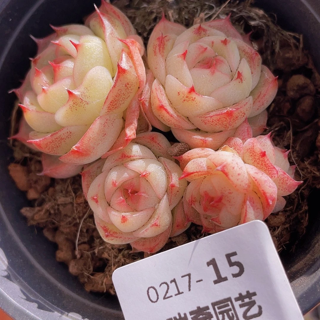 0000000000000015量拍