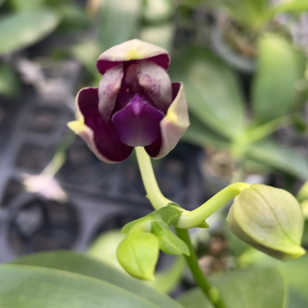 全部花苞2.5花苞yc46柳林蓝猫头鹰交（少根）