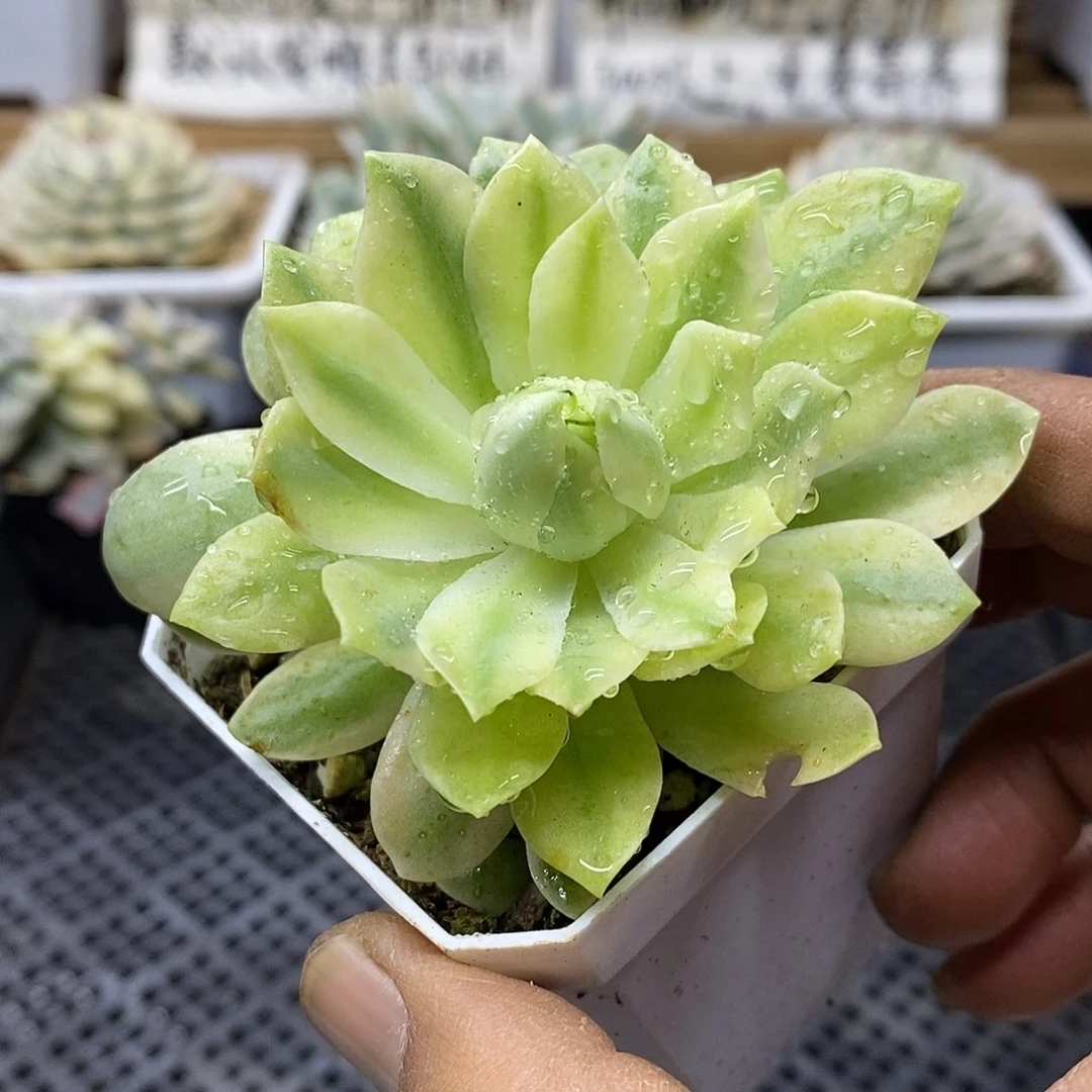 09132 绿蔷薇覆轮锦