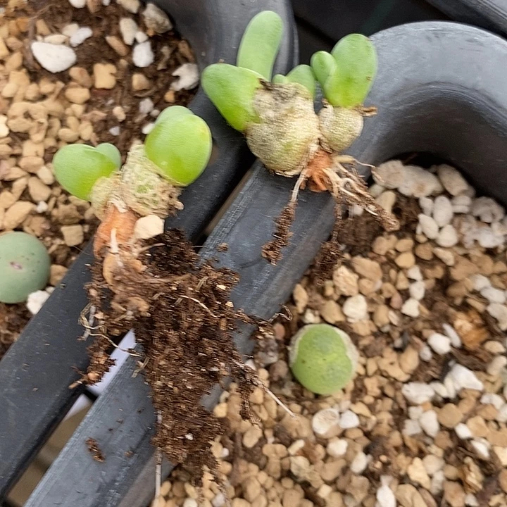 ****妍3095两颗双头亲指姬