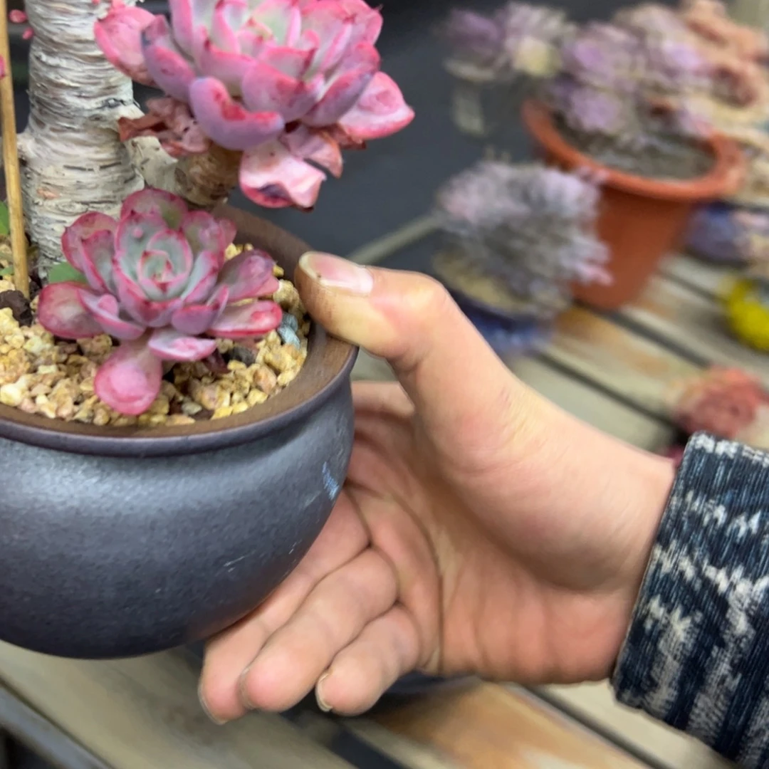 ?****C泪无痕18 零零多肉植物