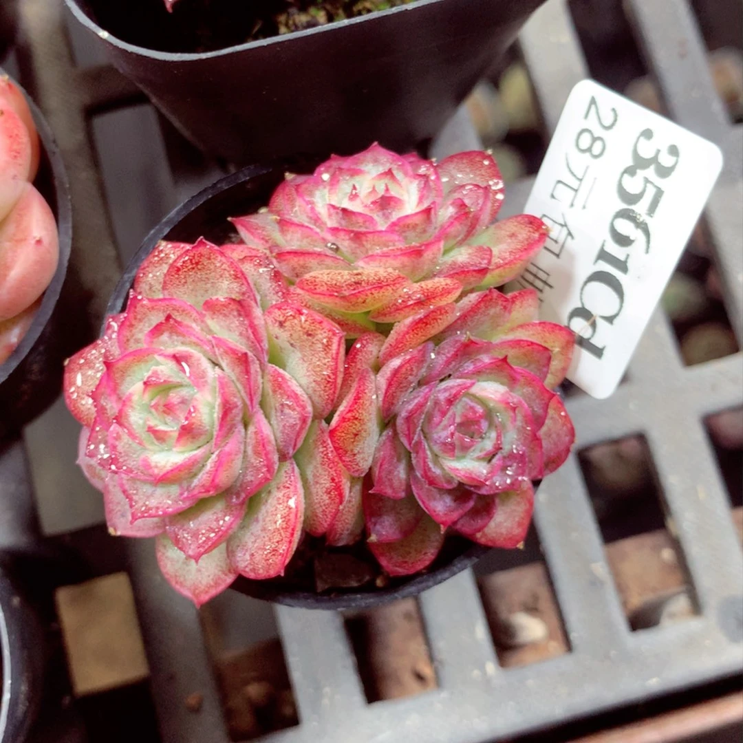 5厘米盆精控多肉3561