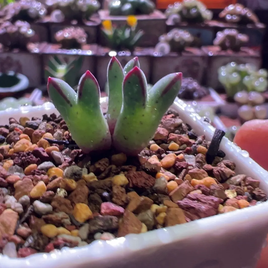 1172，英国cr985猪蹄，肉锥植物