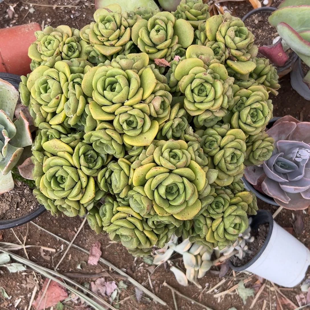 多肉植物百合丽丽