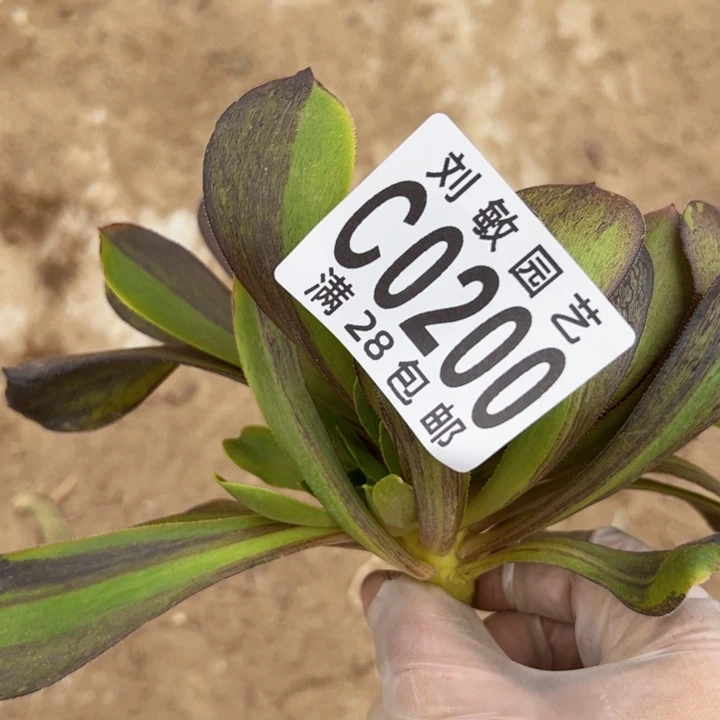 无毒水墨丹青0200砍头