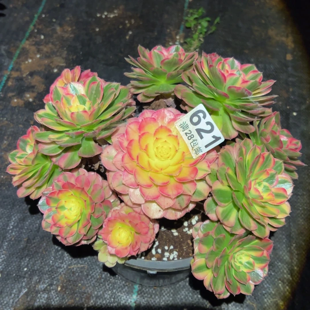 小***玲多肉植物621海神的