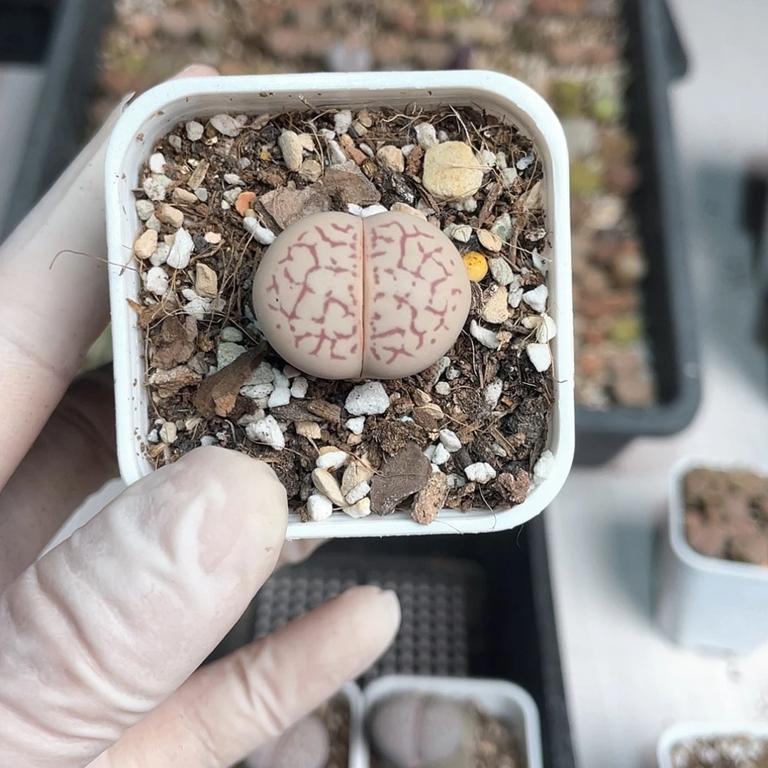 ?****员2100大棚清仓甩卖了