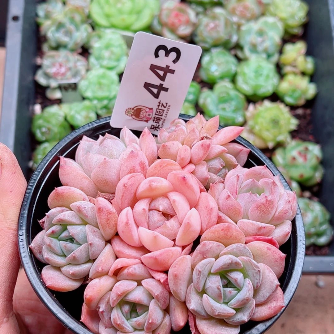 多肉植物多肉植物