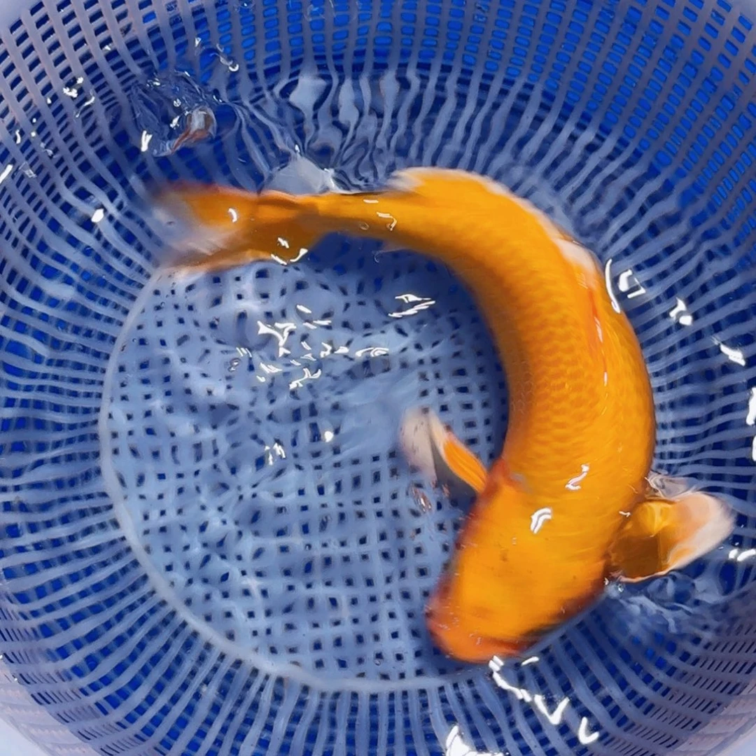 锦鲤精品甄选血统锦鲤