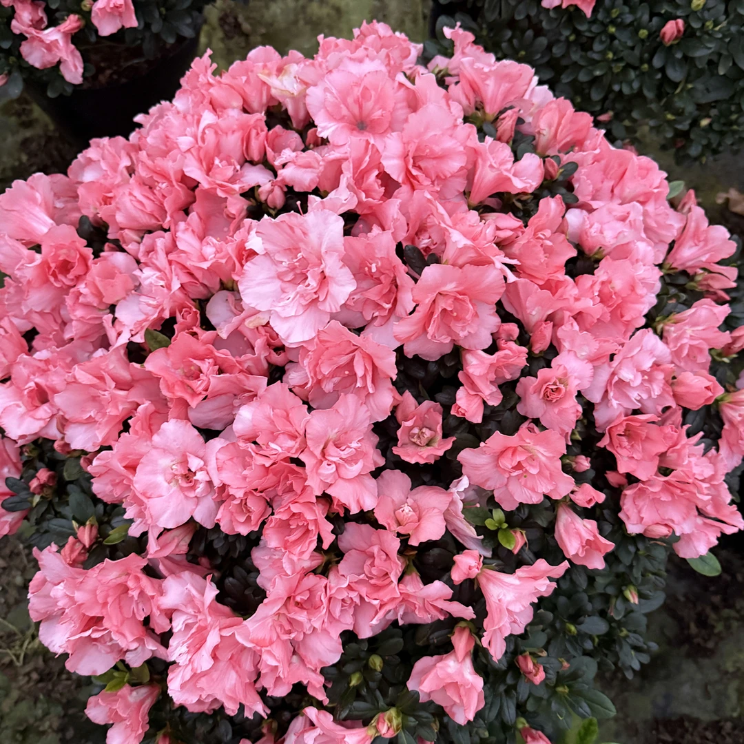 粉色樱桃红杜鹃花浪漫花卉室内盆栽好养植物