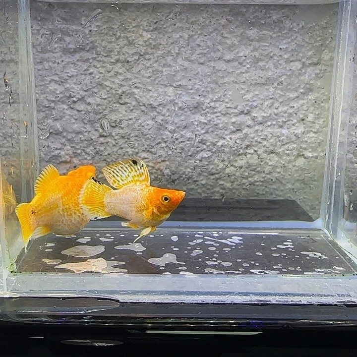 孔雀鱼黄金玛丽。45号