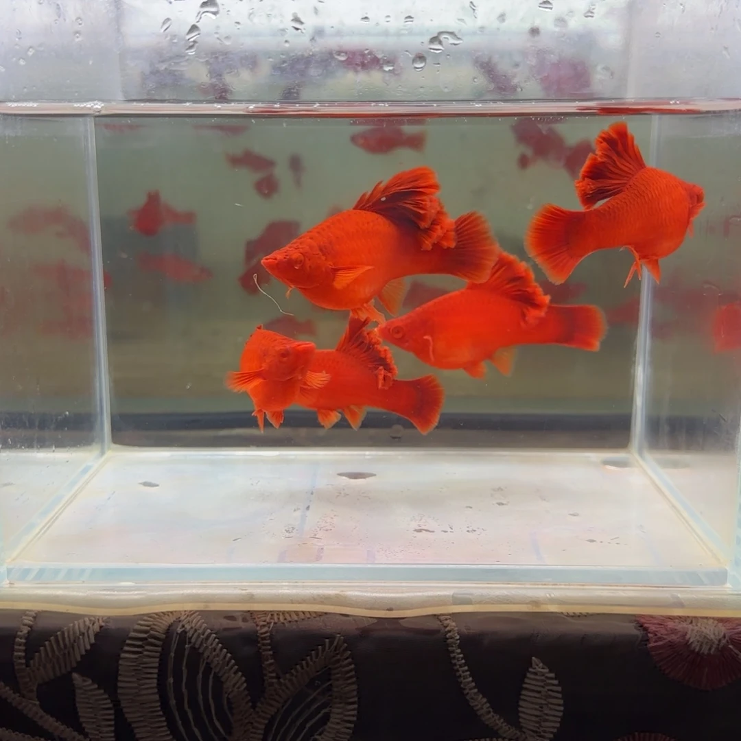 红剑鱼大扇尾种鱼紫鳞五条