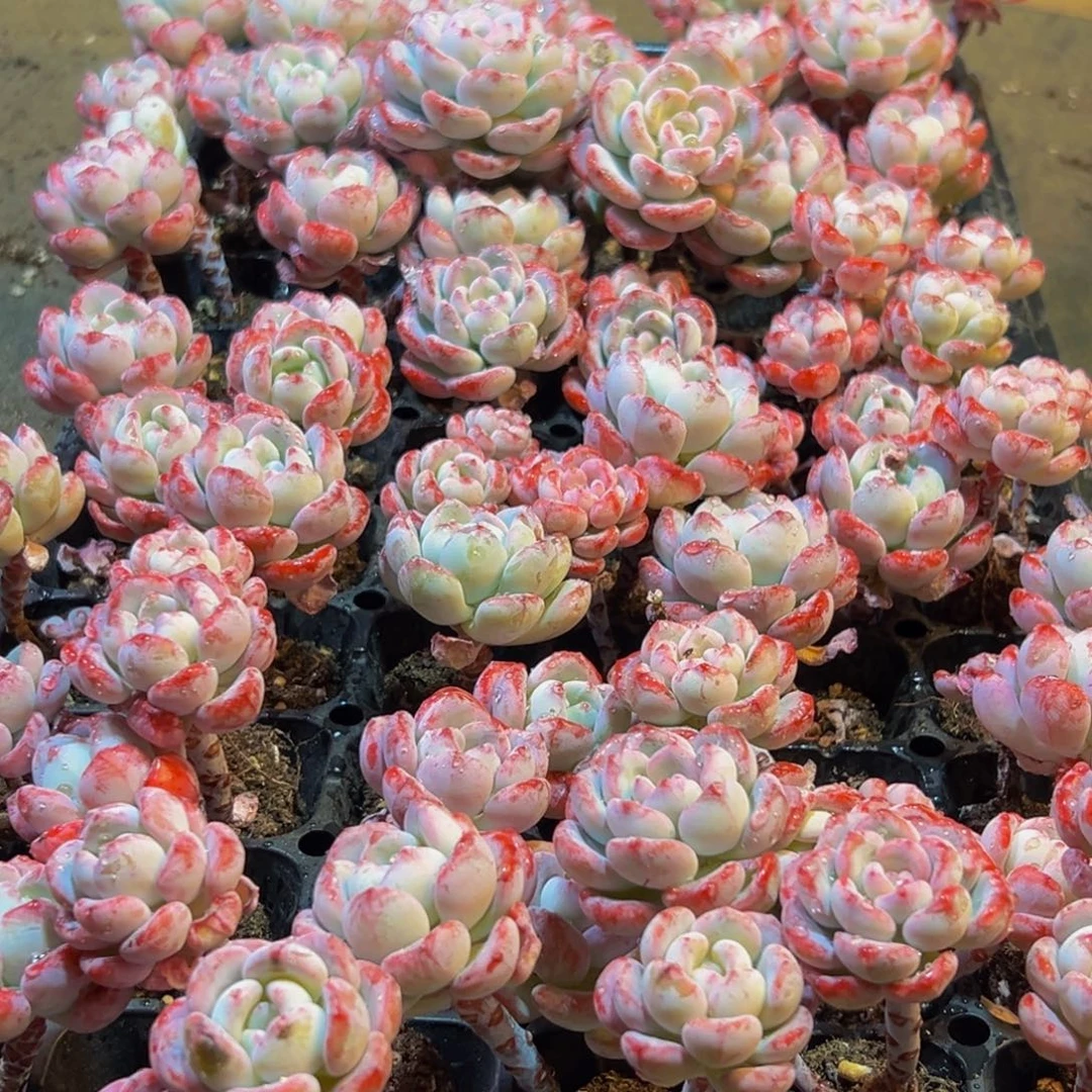 876多肉葡萄的味道是真的很