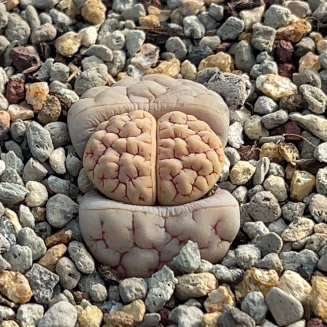 8046凹凸脑纹蛙哥189一颗