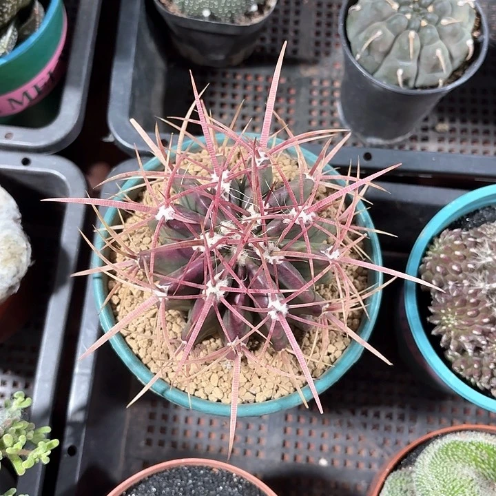 *️****仙人球开花好看