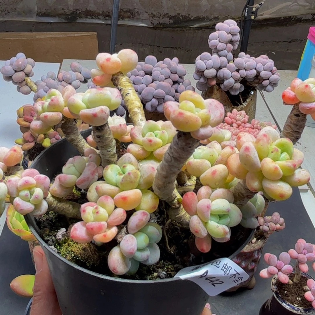 442/12cm樱花罗琦多肉