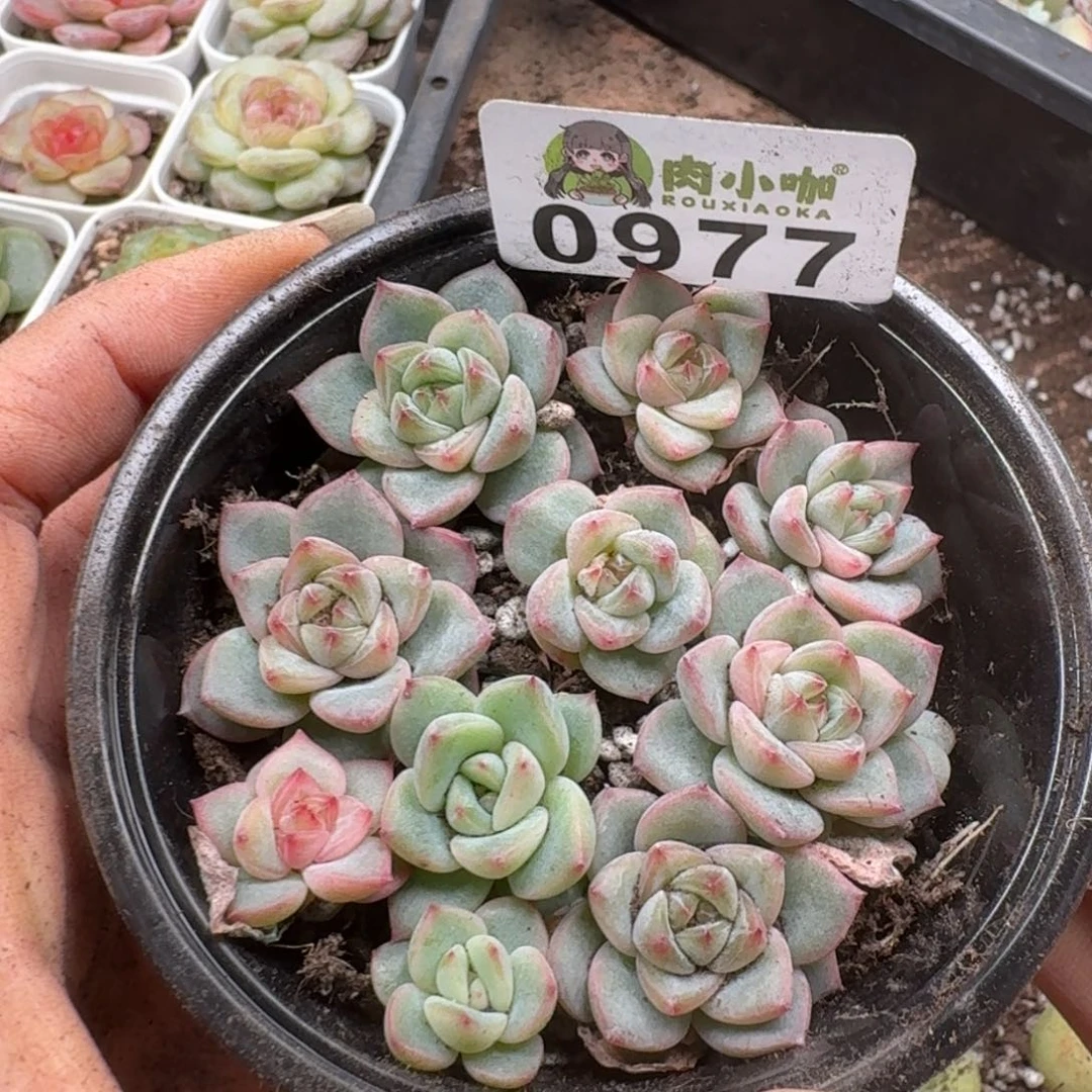 多肉植物多肉植物