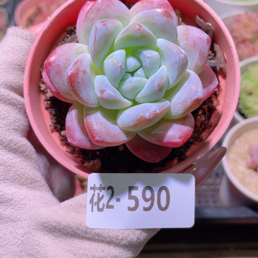 花利美2-590冰玉单头