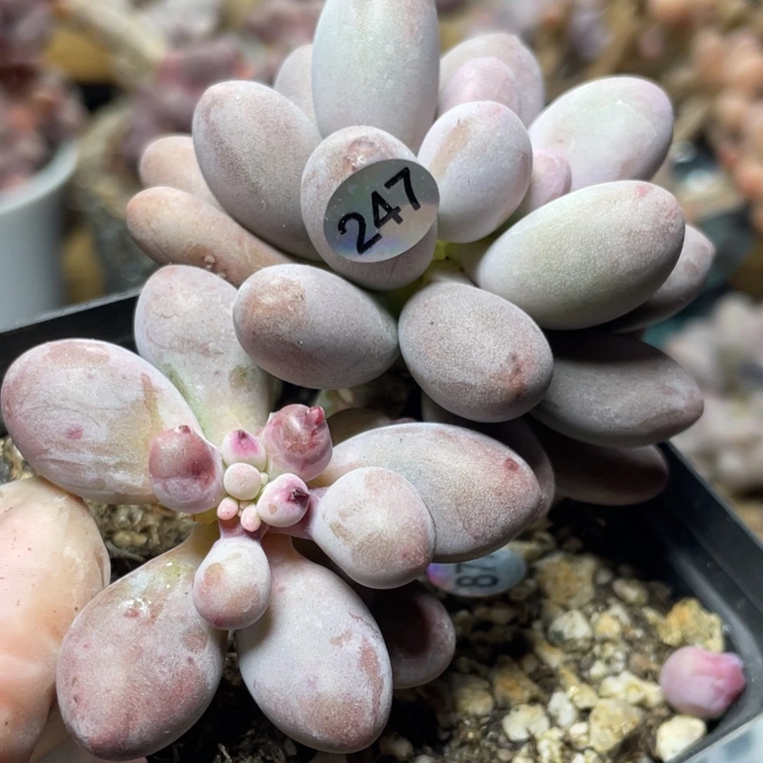 桃花奶酪出血斑多肉