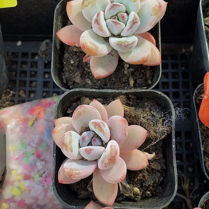 6.5方单头星星雪带盆土