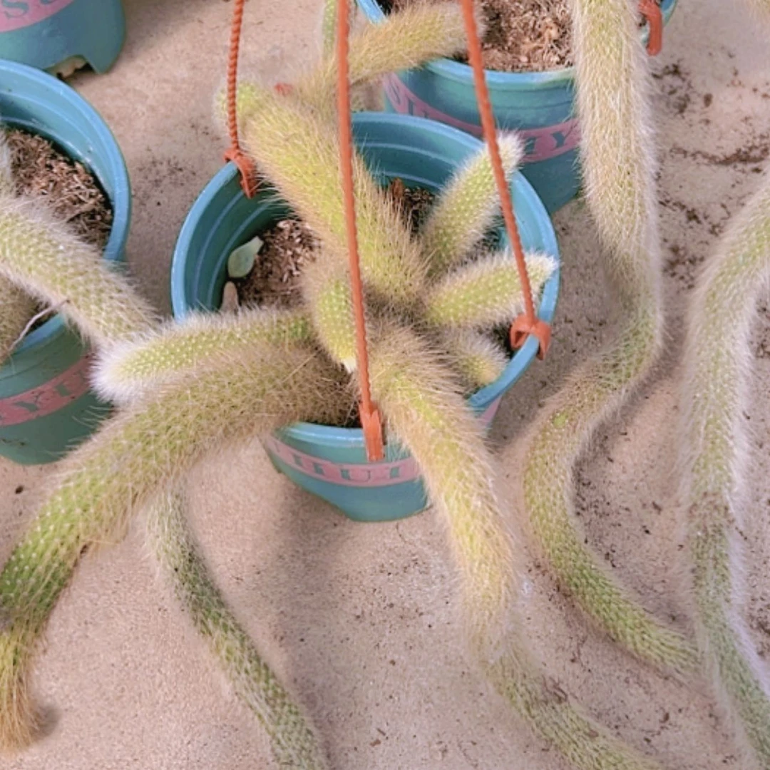 【闪购商品】大群九尾狐偏远不拍微瑕